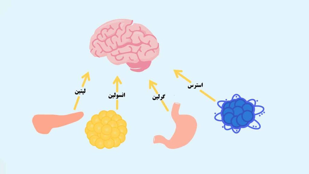 هورمون اشتها چیست؟