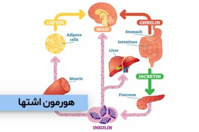 هورمون اشتها